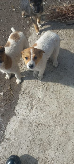 Отличные сторожевой щенки