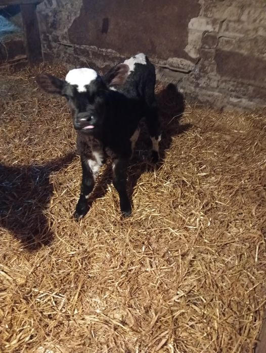 Продам недельную тёлочку