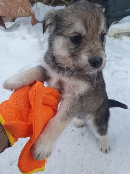 Щенят в добрые руки