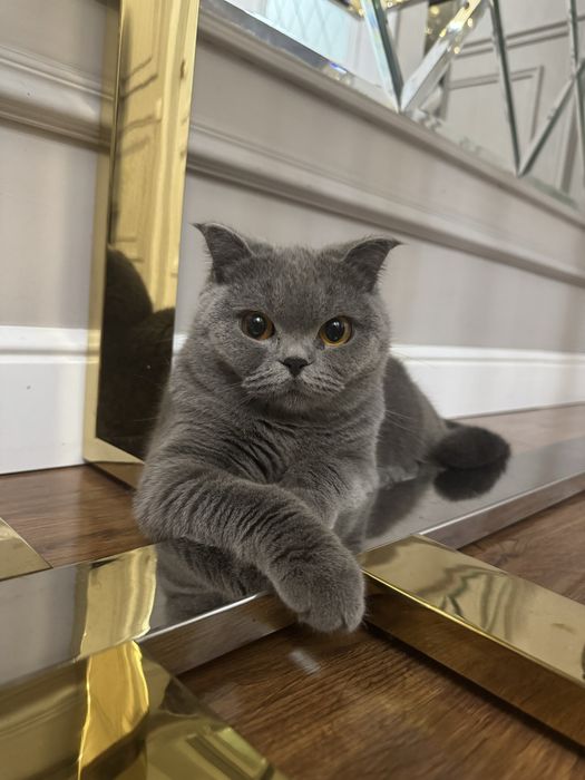 Британская короткошерстная кошка