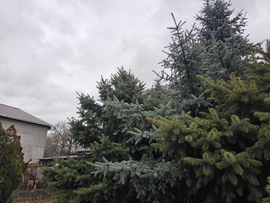 можжевельник большой куст