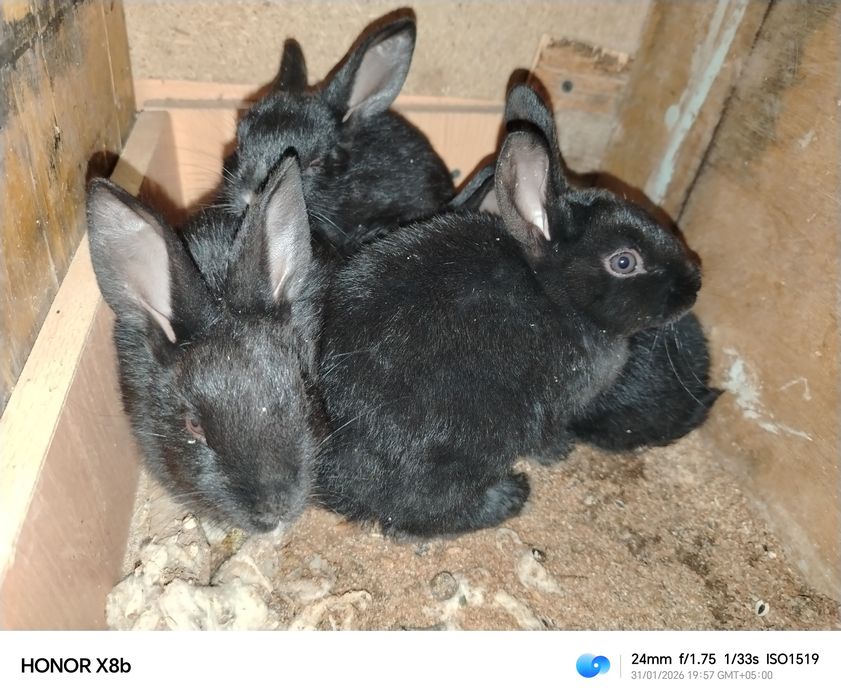 Quyonlar sotiladi onasi va bolalari bilan