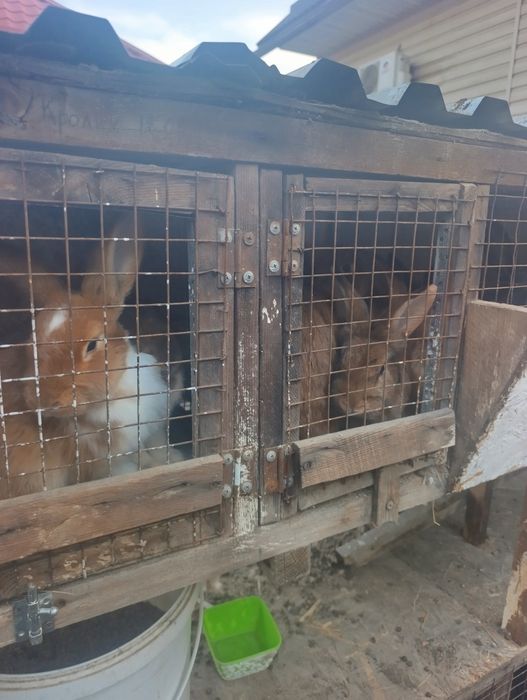 Продам кроликов с клетками