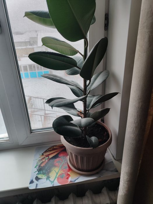 Продам фикус комнатный