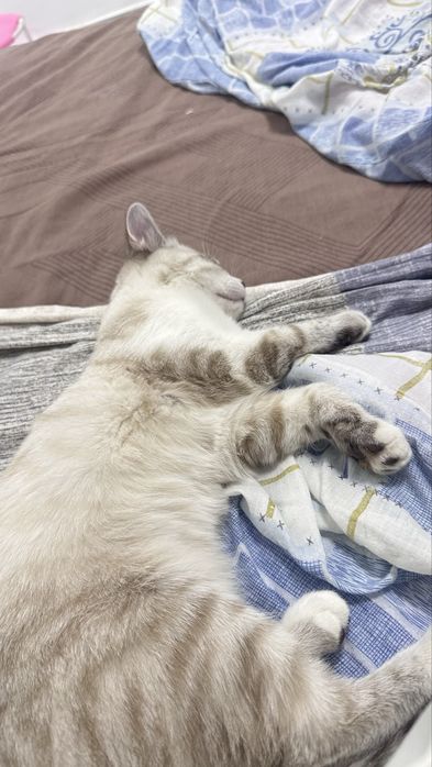 Белый сиамский кот
