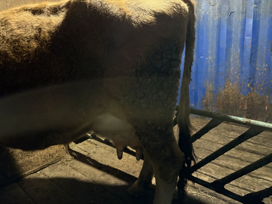 Дойная корова с теленком