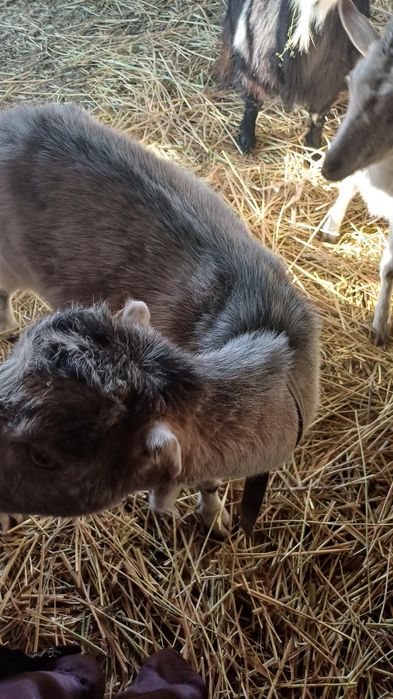 Срочно, Козы породистые