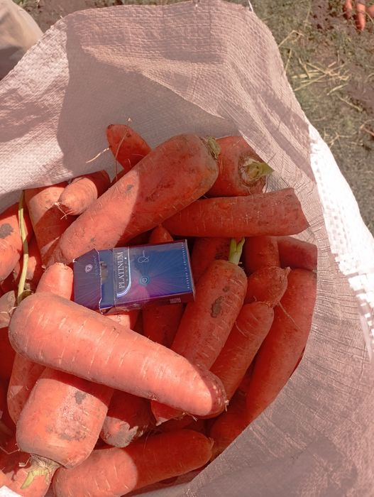 Продам морковь оптом