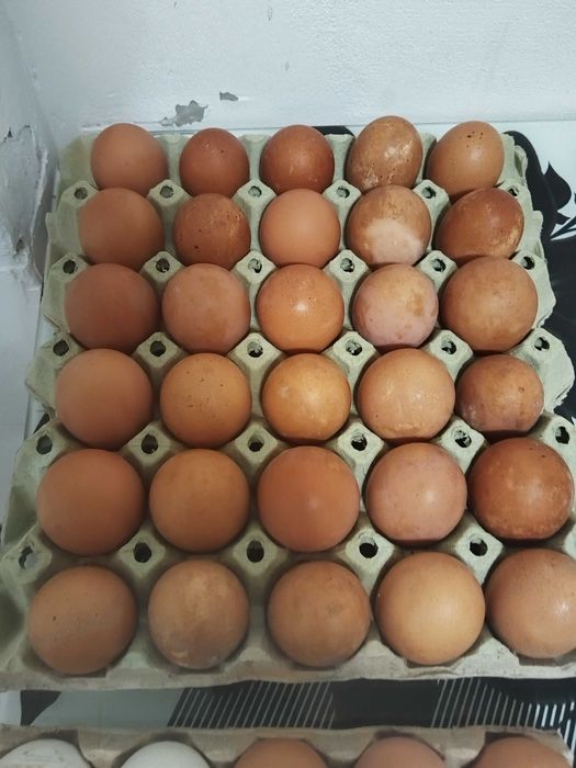 оплодени яйца от всякакви породи