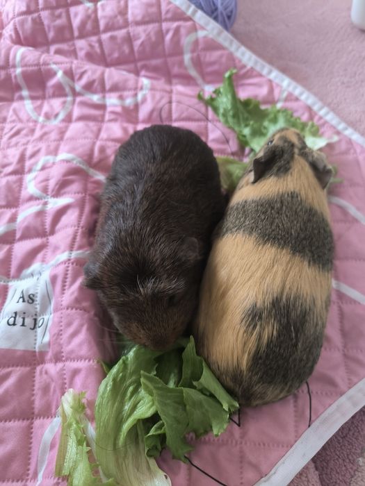 СПЕШНО Две морски свинчета и клетка