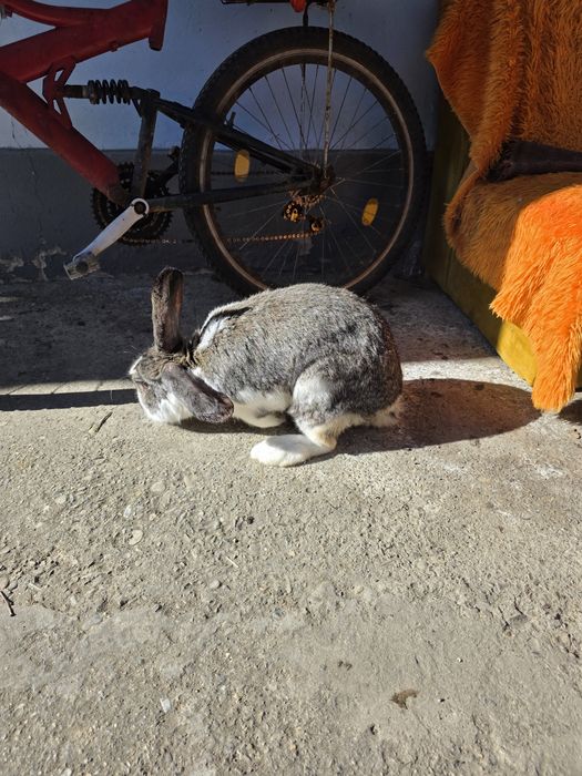 Iepuroi, 8 luni, de vânzare