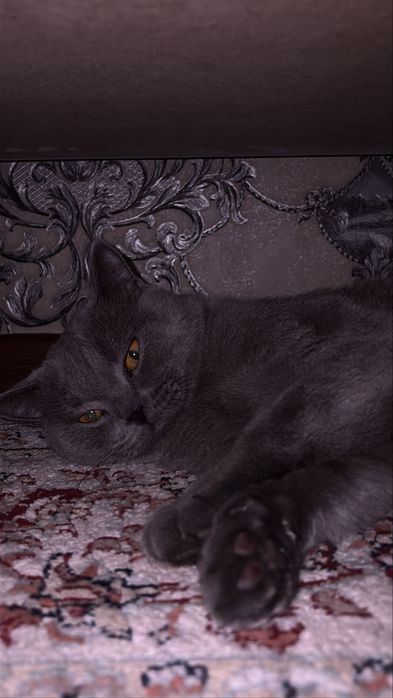 Продам британского кота мальчик