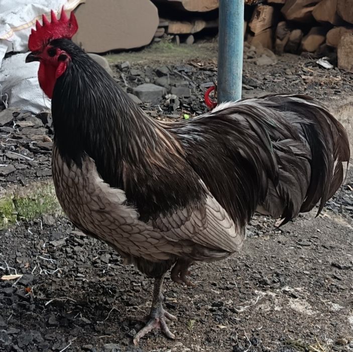 Cocoși 2025 Australop Negru Albastru Splash