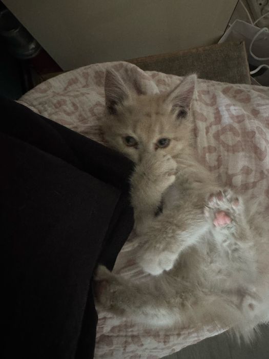 Котенок ,в добрые руки