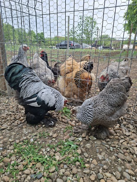 De vânzare găini Brahma Pitic HÎ
