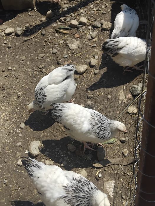 Găini.