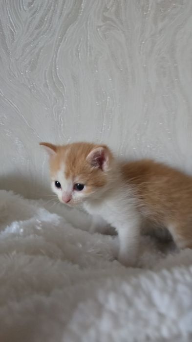 Котенок рыжик мальчик