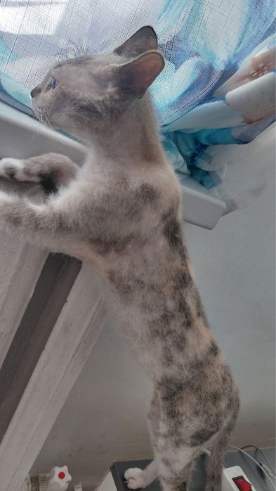 Отдадим котенка сфинкс браш