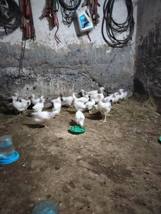 Серебристый Адлер