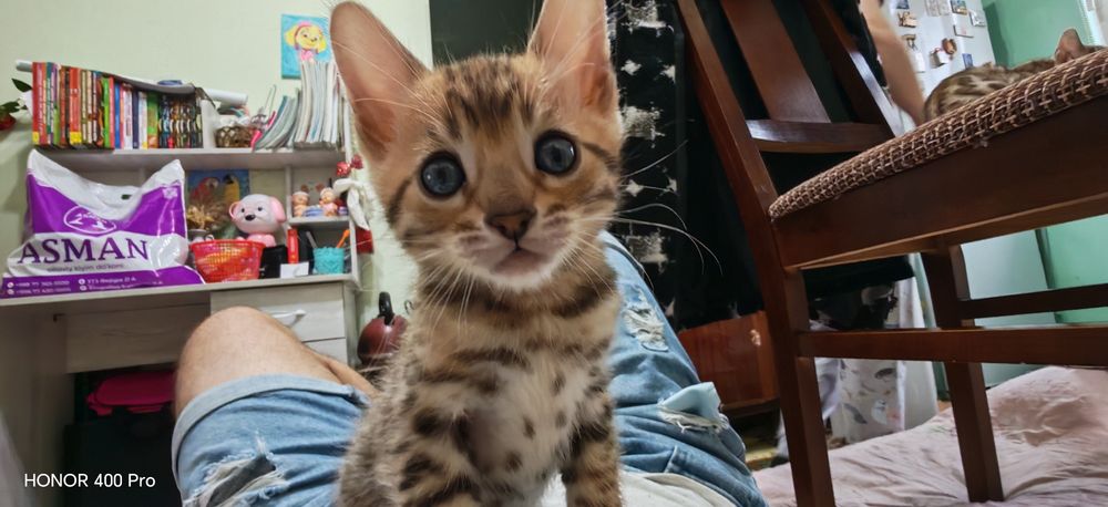 Бенгальские котятки