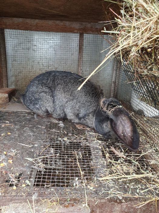 Iepuroi berbec german gri fier