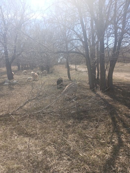 Козы с большими козлятами