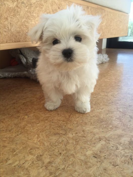 Băiat Bichon Maltez