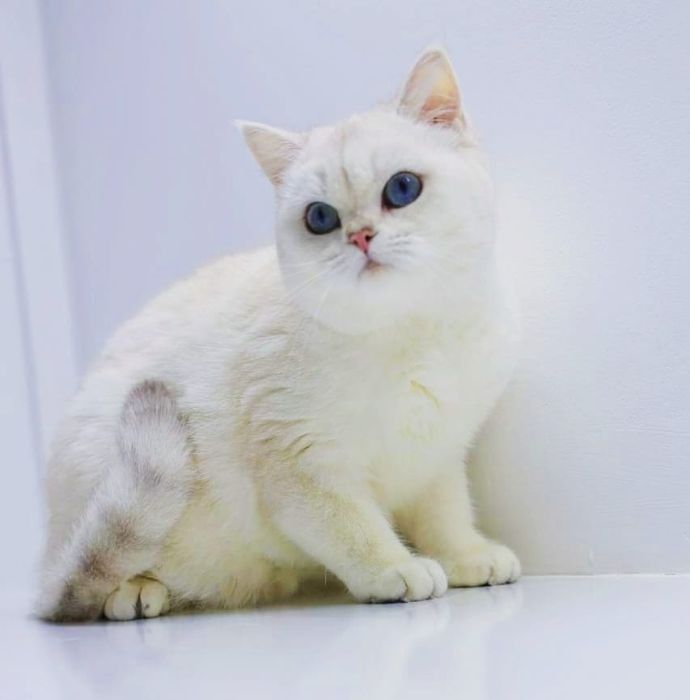 Котики и кошечки британские