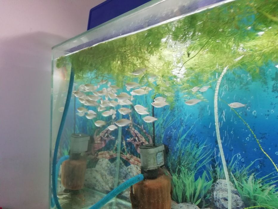 Неоновая радужница рыбка