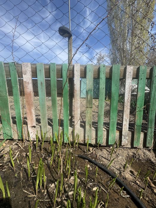 Отростки абрикоса и сирени