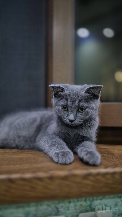Продаётся милый котёнок!