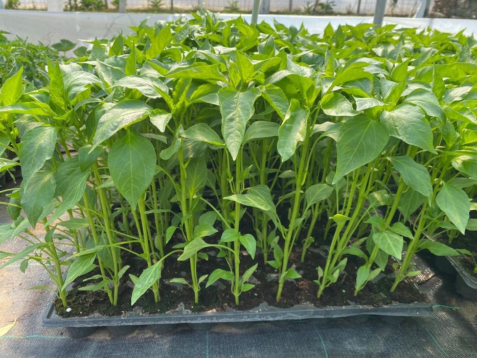 Rasaduri legume si flori Tartasesti