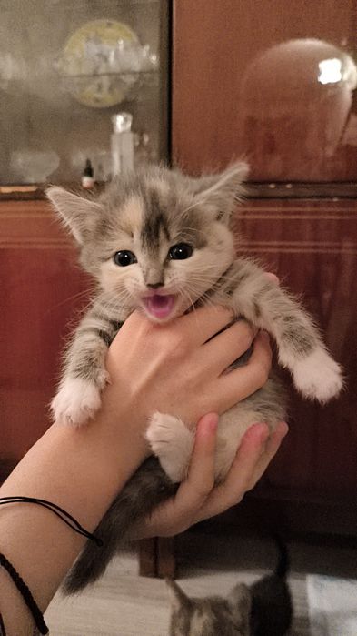 Отдам котят в добрые руки