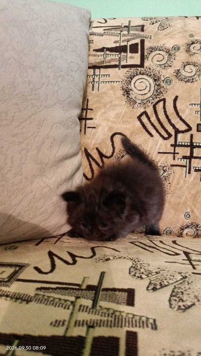 Породистые котята