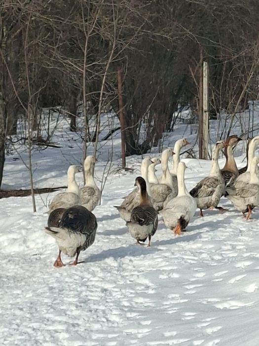 gascani din primavara