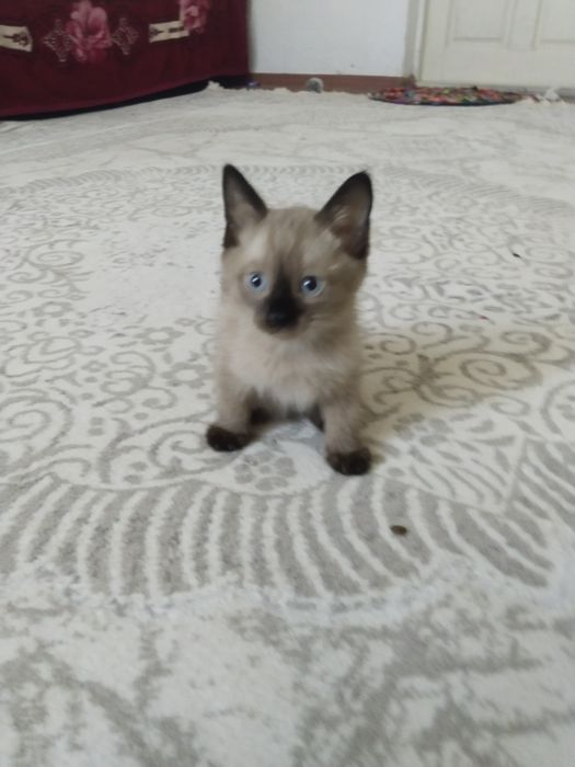 Сиамский котёнок