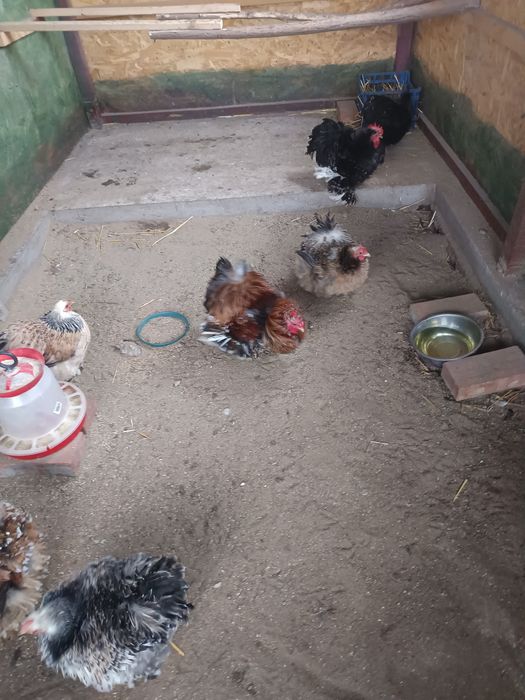 Oua incubat cochincina pitic