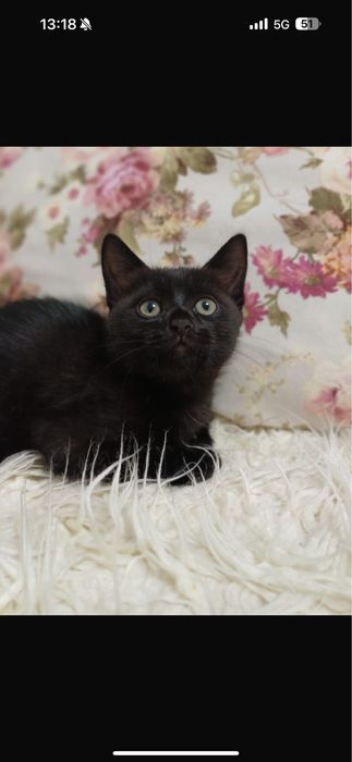 ласковый котенок мальчик