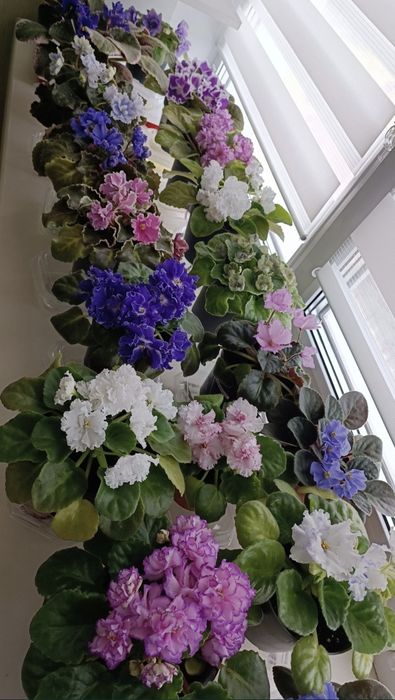 Сортовые комнатные фиалки