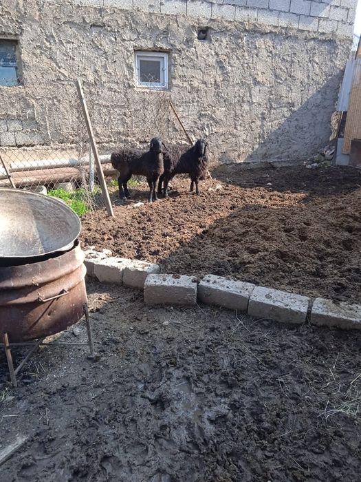 Продаётся бараны