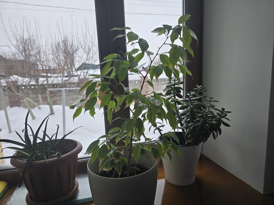 Продам комнатные цветы