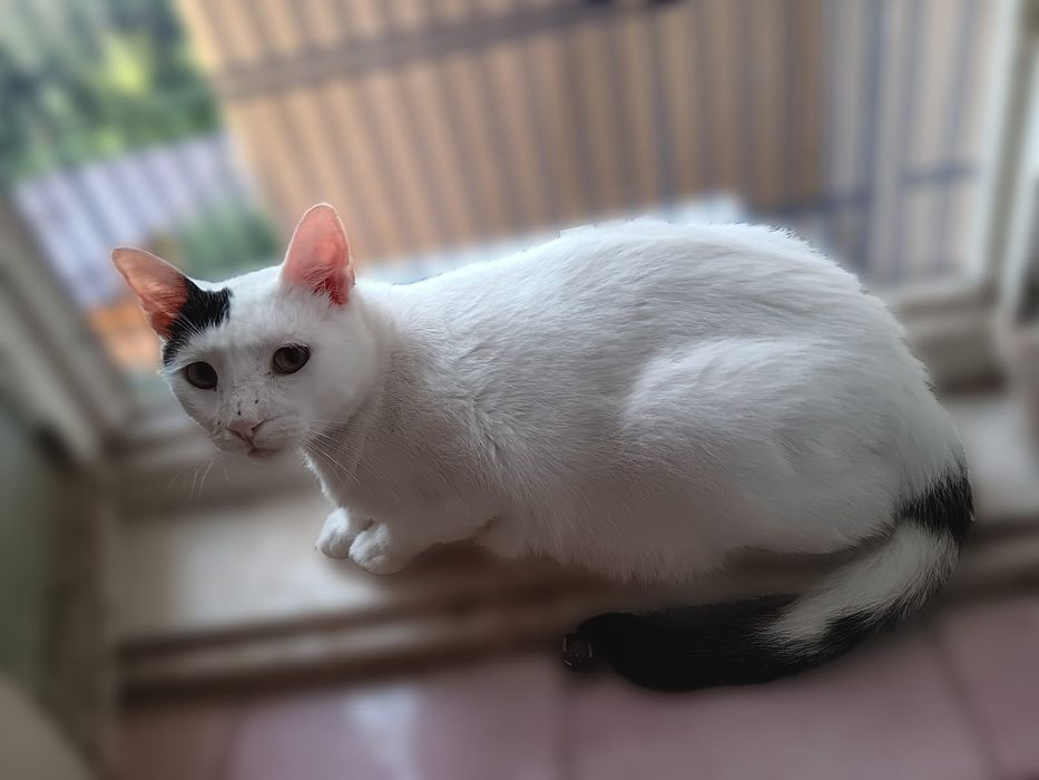 Adoptie motani tineri