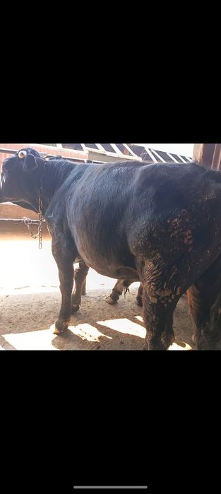 Продам двух годовалых быков