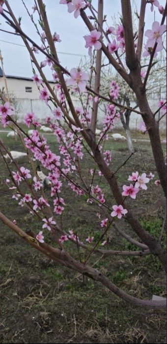 Садовник Богбон. Дезинфекция против тли оброботка ширага карши дорилаш