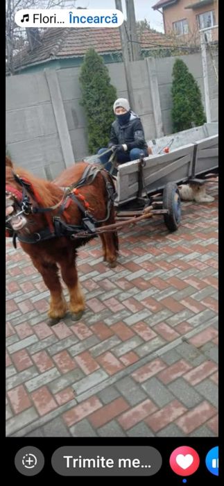 Ponei de vânzare cu căruță și ham 40 de milioane