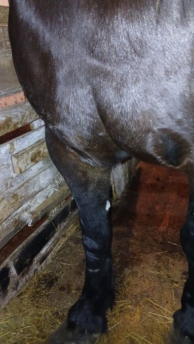 De vânzare iapa gestanta