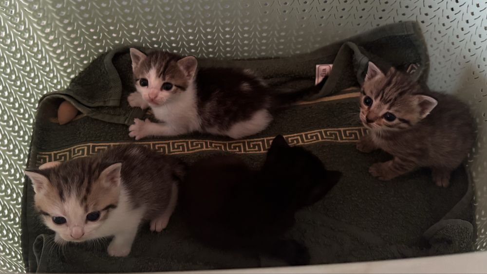 Кошки котят.  Мысыктар