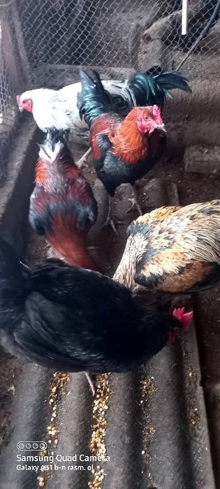 Сотилади хо'разлар, соглам хаммаси.