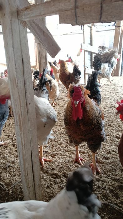 Инкубационное яйцо