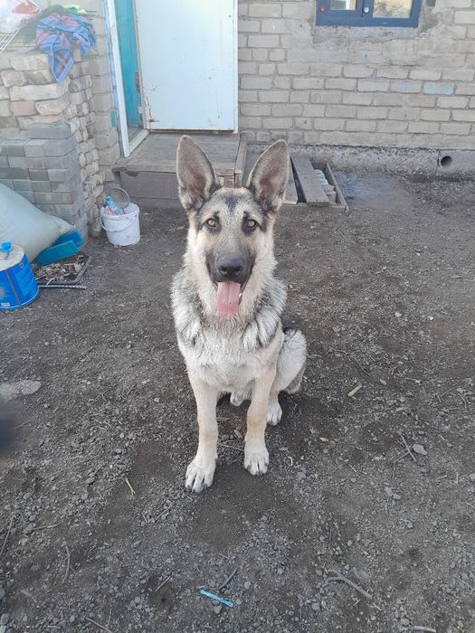 Продам Восточно-Европейскую овчарку